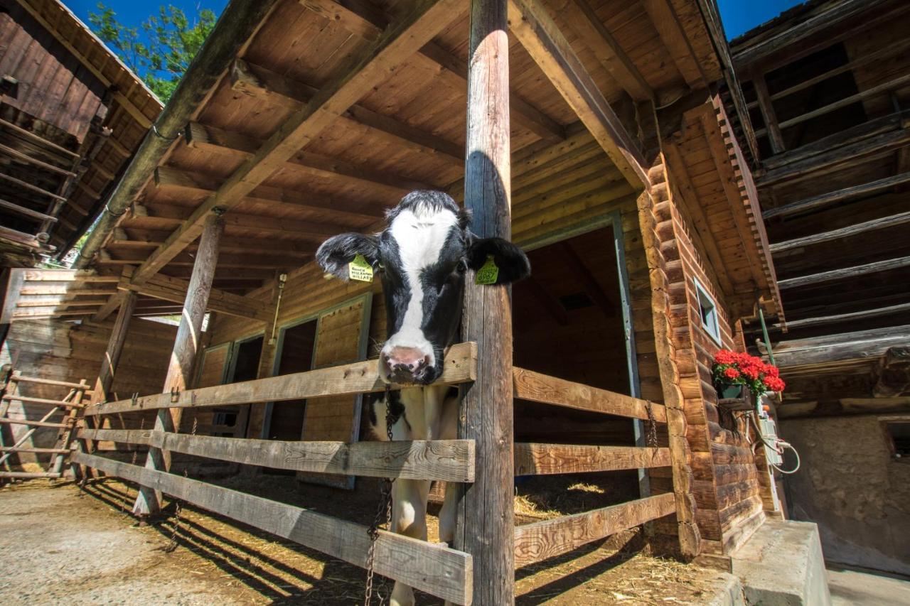 Agriturismo Maso Runch บาเดีย ภายนอก รูปภาพ